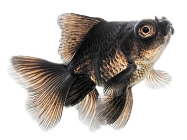 Beyaz Arkaplanda Siyah Altın Balık İzole Edildi