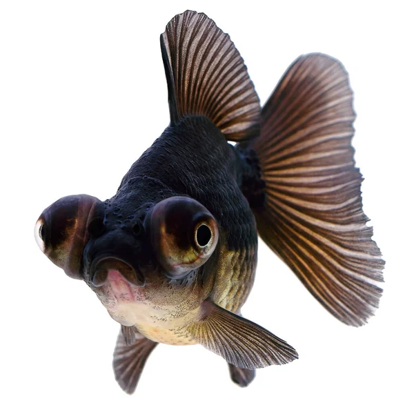 Schwarzer Goldfisch Isoliert Auf Weißem Hintergrund — Stockfoto