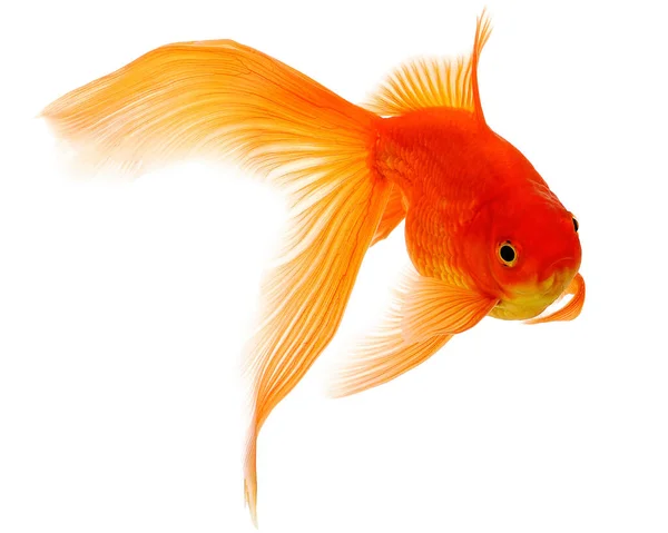 Gold Fish Isolated White Background — Stock Photo, Image
