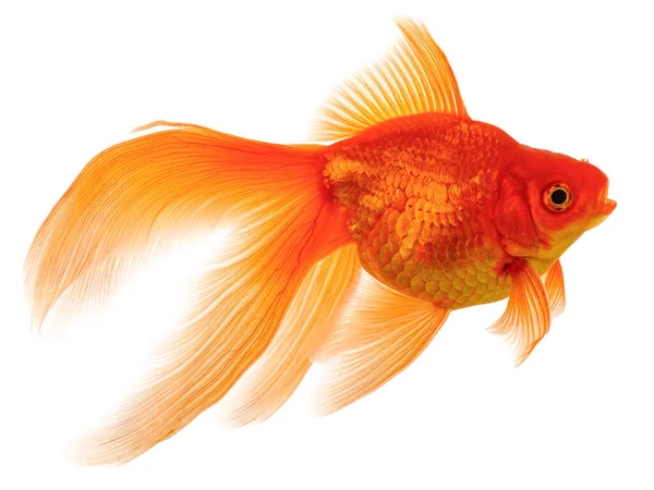 Gold Fish Isolated White Background — Stock Photo, Image