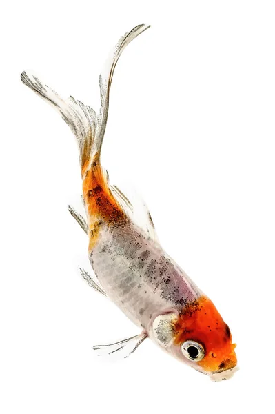 Goldfish White Background Isolated Shade — Stock Photo, Image