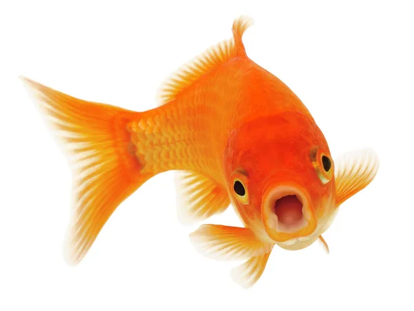 Gold Fish Isolated White Background — Stock Photo, Image