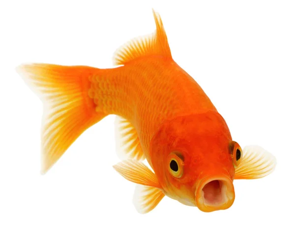 Pesce Oro Arancione Isolato Sfondo Bianco Senza Ombreggiatura — Foto Stock