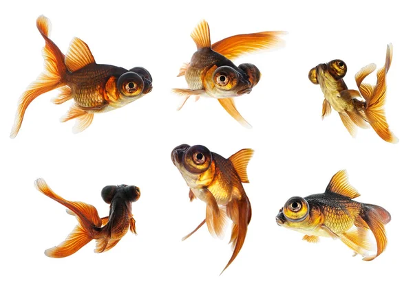 Set Telescope Eye Goldfish Isolated White Background — Stock Photo, Image