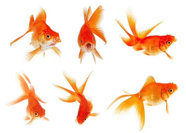 Set Goldfish Isolated White Background — Stock Photo, Image