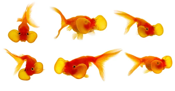 Sada Červené Bubliny Oko Zlaté Ryby Izolované Bílém Pozadí — Stock fotografie