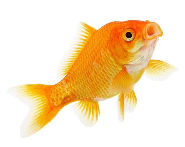 Gouden Vis Geïsoleerd Witte Achtergrond Stockfoto
