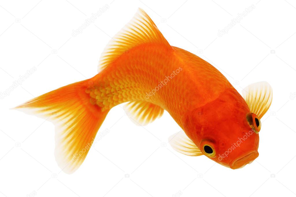 Funny Common Goldfish Isolated on White Background 