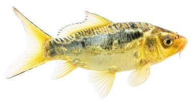 Altın Balık Sazan Koi, Beyaz Arka plan 'da izole edildi. Cyprinus Carpio Haematopterus.