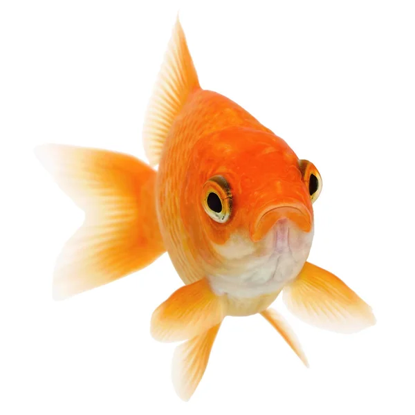 Peixe Dourado Comum Isolado Fundo Branco — Fotografia de Stock