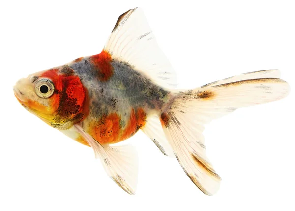 Fantail Goldfish Isolado Fundo Branco — Fotografia de Stock