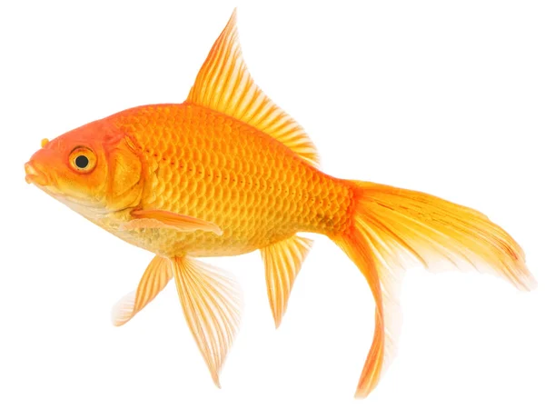 Cometa Goldfish Isolado Fundo Branco — Fotografia de Stock