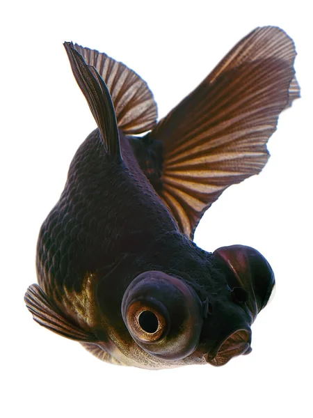 黒金魚分離 — ストック写真