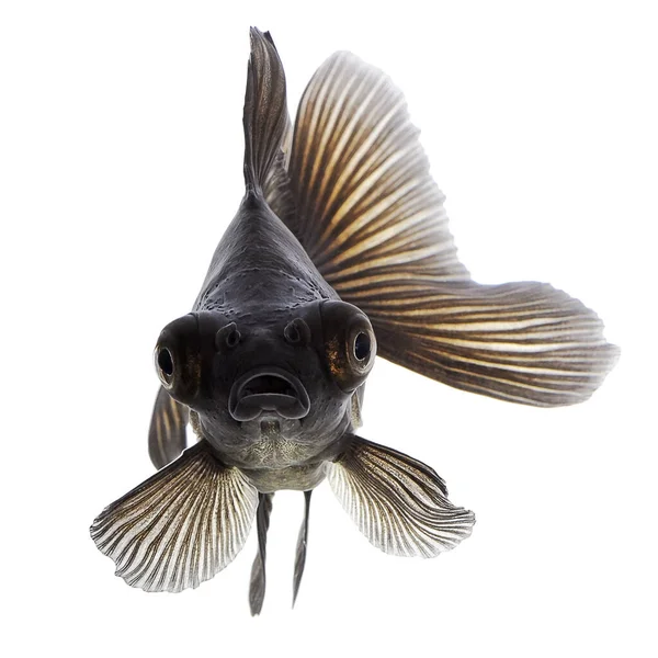 Чорна Золота Рибка Ізольована Білому Тлі — стокове фото