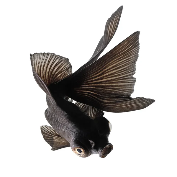 Fekete Aranyhal Elkülönítve Fehér — Stock Fotó
