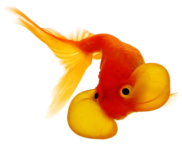 Olho Bolha Goldfish Isolado Branco — Fotografia de Stock