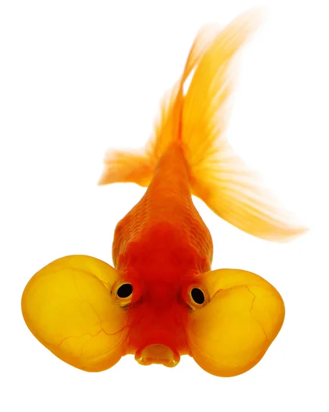 Bubble Eye Goldfish Απομονωμένο Λευκό Φόντο — Φωτογραφία Αρχείου