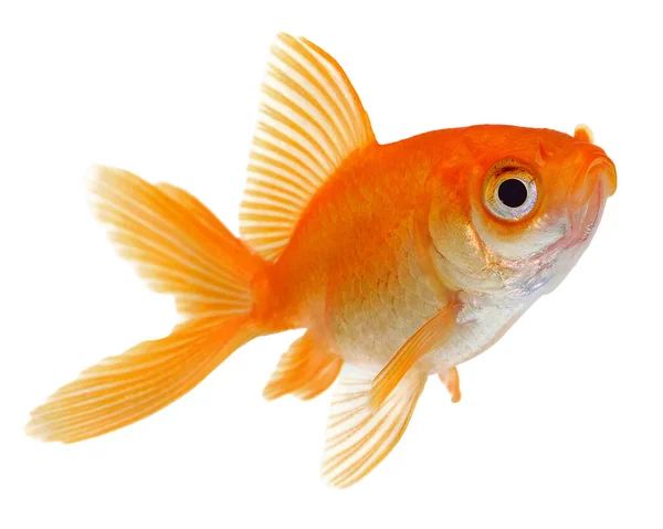 Orangefarbener Goldfisch Isoliert Auf Weißem Hintergrund — Stockfoto