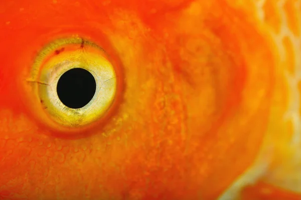 Guld Fisk Öga Närbild Rött Huvud Stockfoto