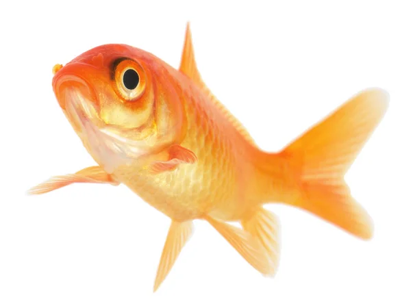 Common Goldfish Isolated White Fone Стоковая Картинка