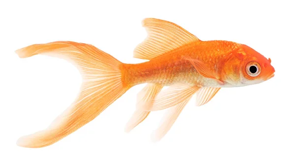 Cometa Goldfish Isolado Fundo Branco — Fotografia de Stock