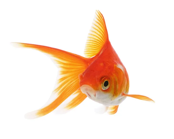 Goldfish Engraçado Isolado Fundo Branco — Fotografia de Stock