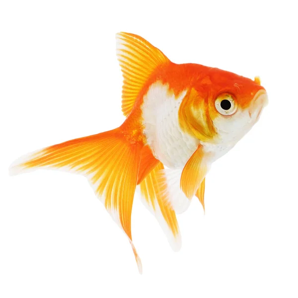 Goldfish Isolated White Background — Stock Photo, Image