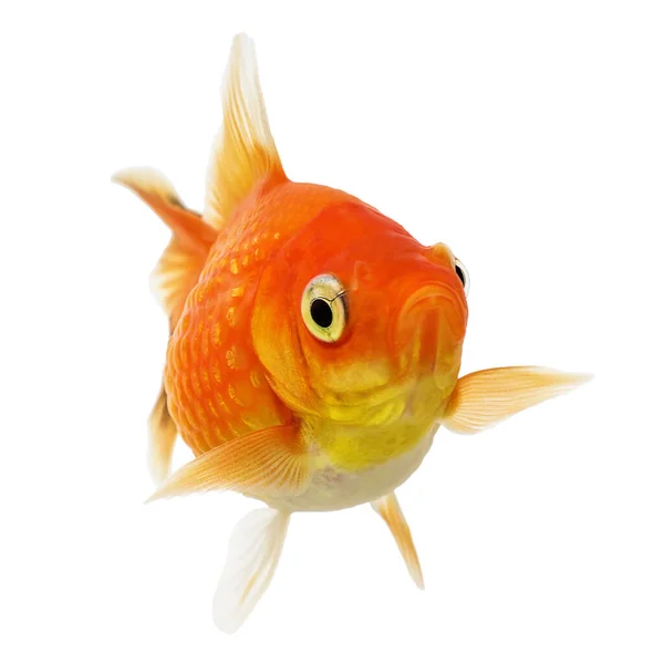 Funny Pearlscale Goldfish Isolé Sur Fond Blanc — Photo