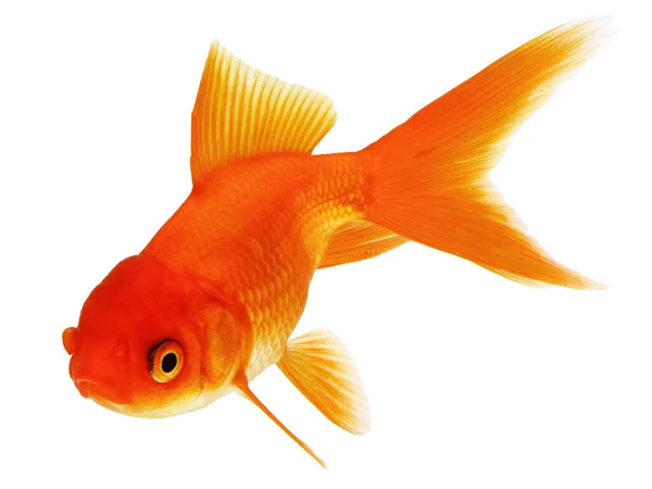 Pesce Rosso Isolato Sfondo Bianco — Foto Stock