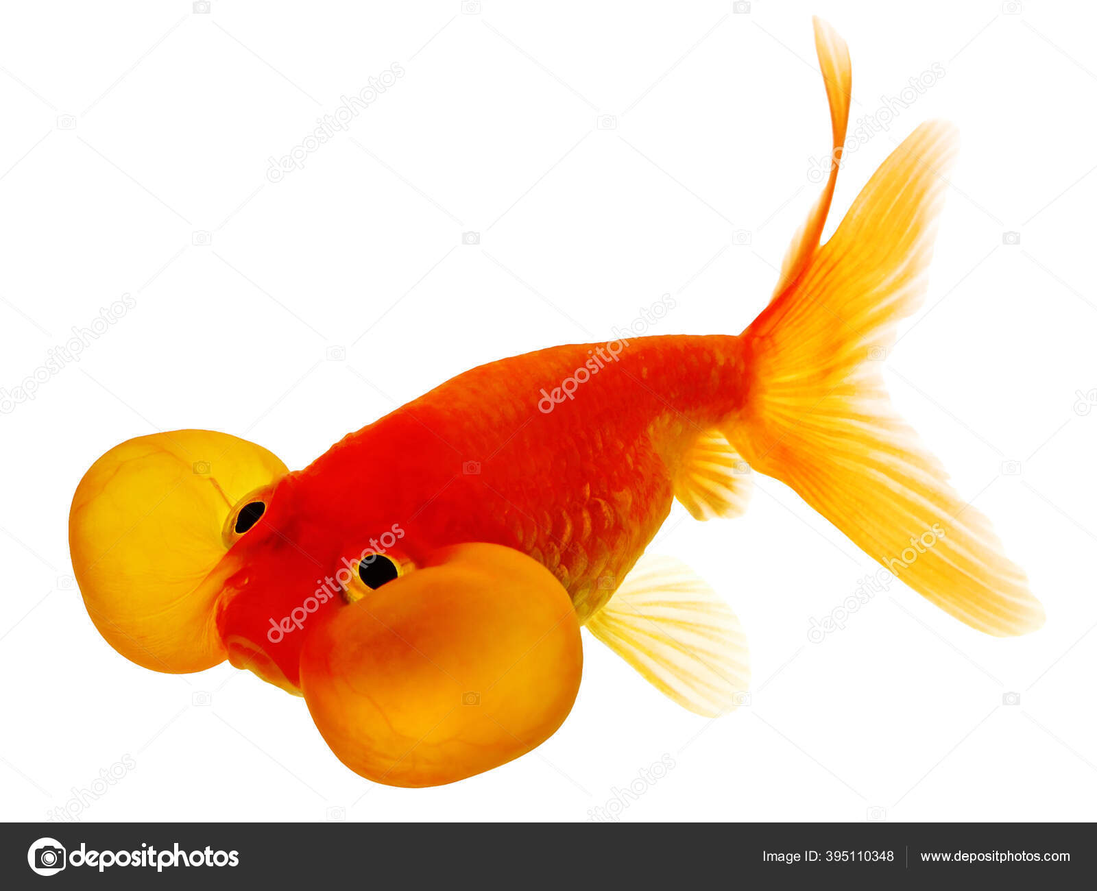 Bubble Eye Goldfish Drawing