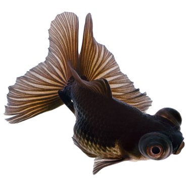 Siyah Japon Balığı Beyaz Üzerine İzole Edildi