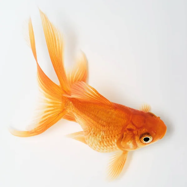 Peixe Dourado Sobre Fundo Branco — Fotografia de Stock