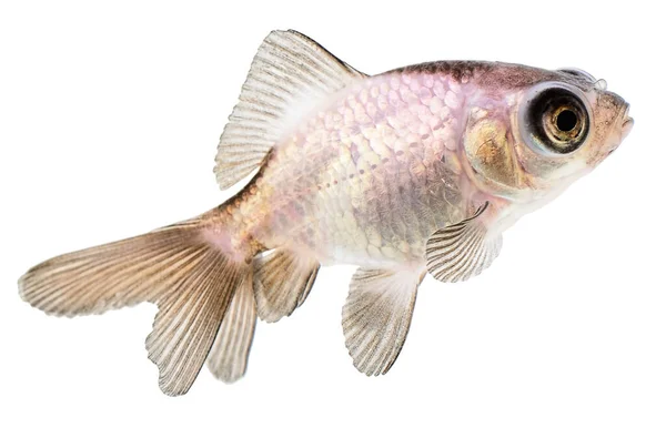 Pearl Telescope Goldfish Isolated White Background — Stock Photo, Image