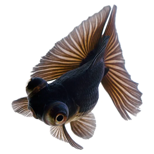 Preto Goldfish Isolado Fundo Branco — Fotografia de Stock