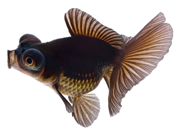 Black Goldfish Isolated White Background — Stock Photo, Image