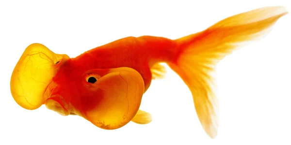 Olho Bolha Goldfish Isolado Fundo Branco — Fotografia de Stock