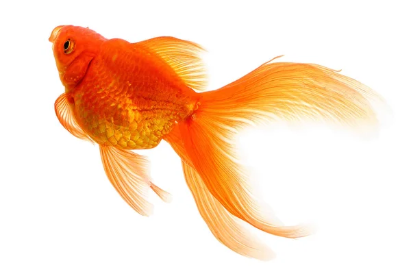 Gold Fish Isolated White Background — Stock Photo, Image