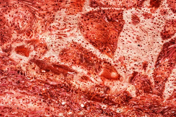 Egy Darab Vörös Korall Nagy Léptékű Makró — Stock Fotó