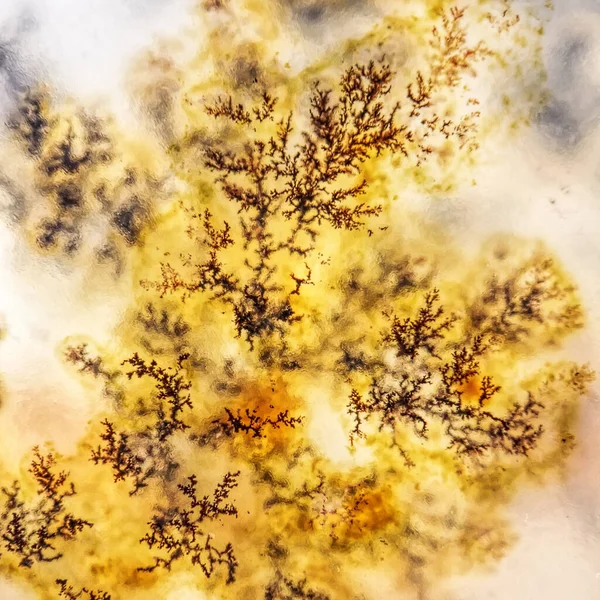Gioielli Pietra Decorativa Macro Moss Agate — Foto Stock