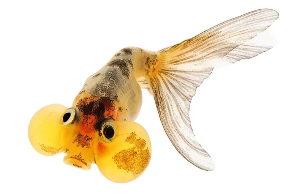 Bubble Eye Gold Fish Geïsoleerd Wit Stockafbeelding