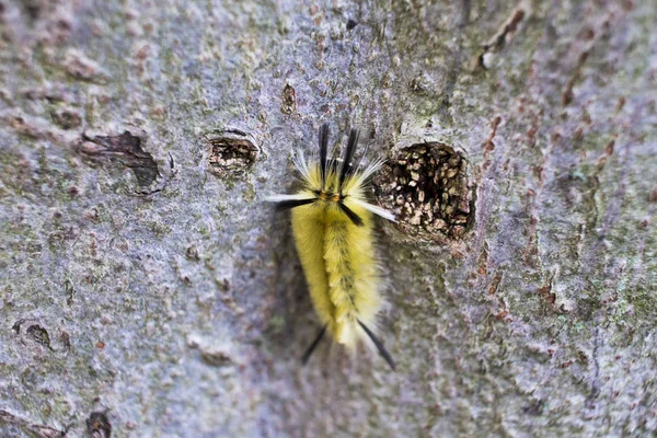 Une Chenille Jaune Noire Blanche Poilue Impressionnante — Photo