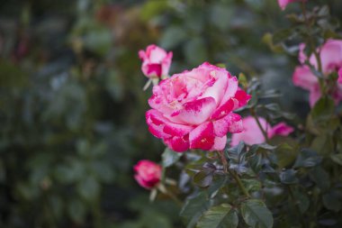 Dekoratif gül bahçesinde