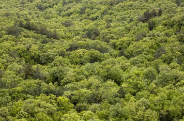 Arka plan: Orman. Yeşil ağaçlar