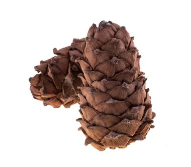 Beyaz arka planda Sibirya sedir çamı konileri.