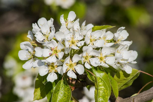 Dia Primavera Flores Árvore Maçã — Fotografia de Stock