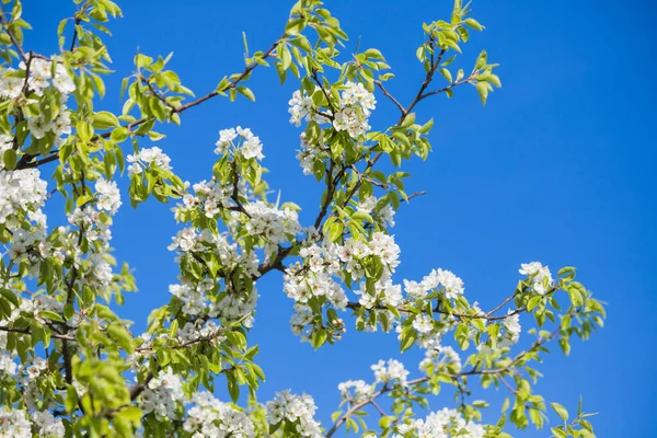 Dia Primavera Maçã Árvore Floresce Contra Céu Azul — Fotografia de Stock