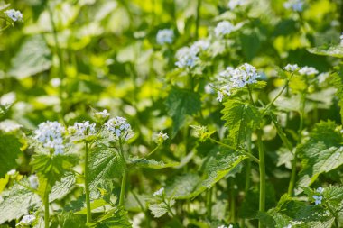 Bahar gününde yeşil ısırgan otu