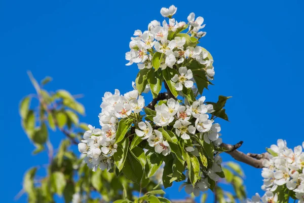 Primavera Europa Apple Blossom Céu Azul Fundo — Fotografia de Stock