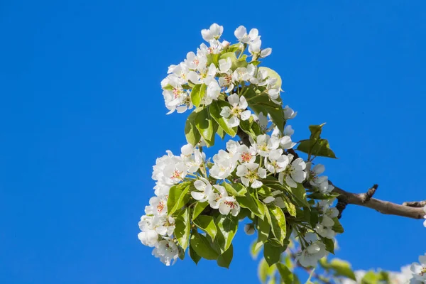 Dia Primavera Flores Maçã — Fotografia de Stock