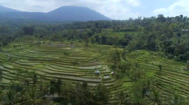 Bali dili pirinç teras A Unesco mirası havadan görünümü